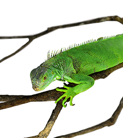 iguanahead