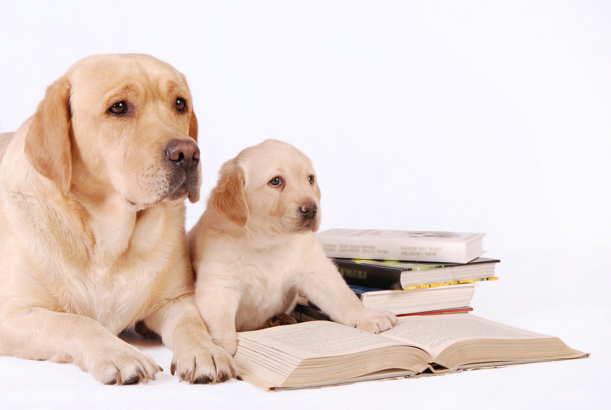 Labrador puppy and his mother with books