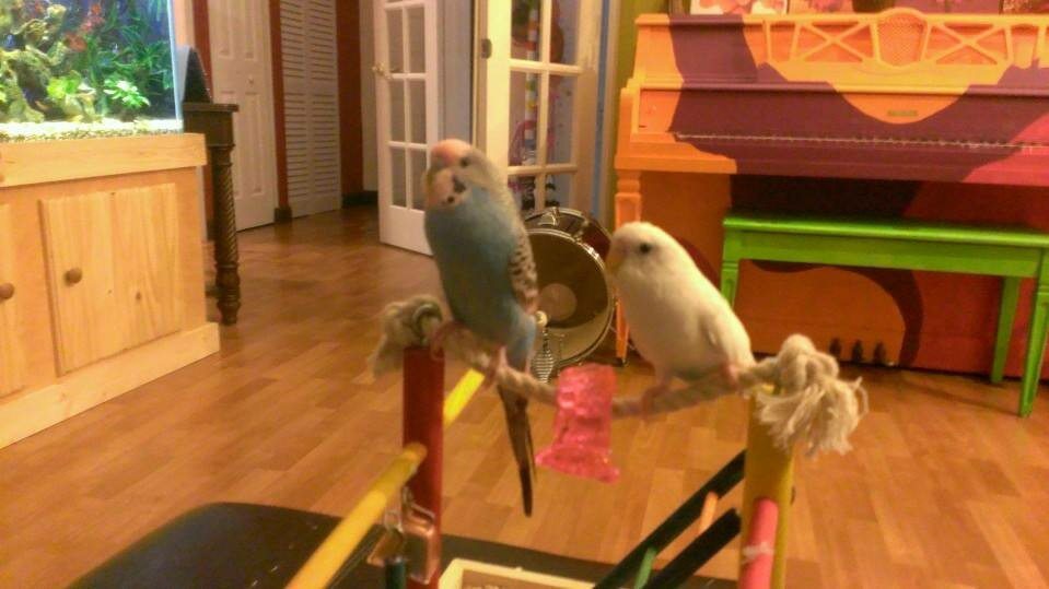 SammyAndBooBirds-parakeets