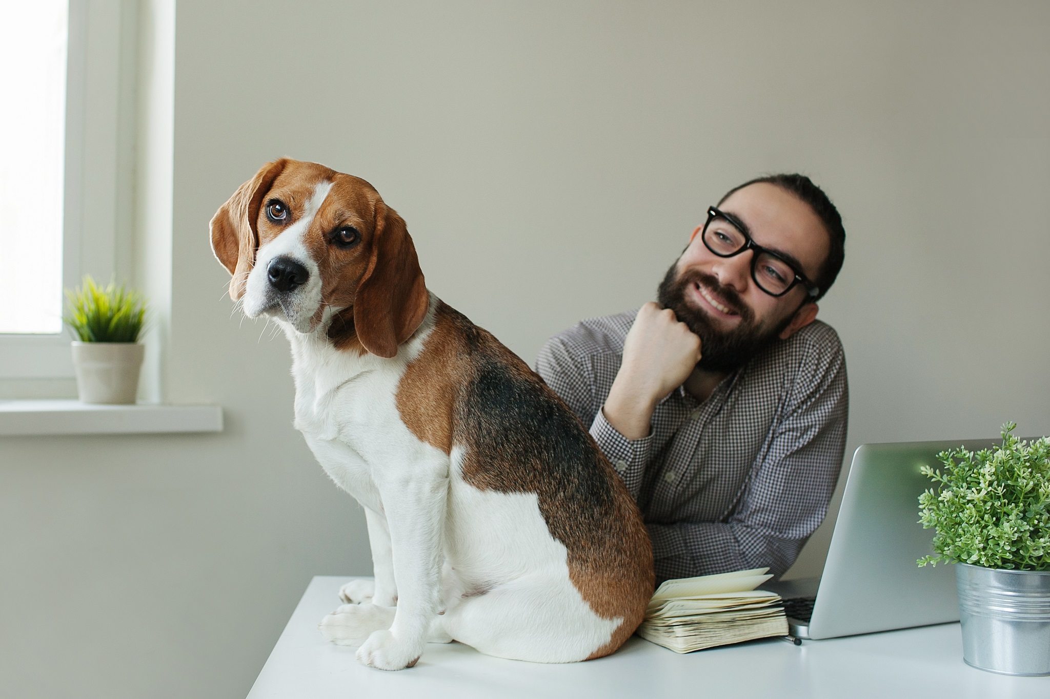 Smilling man in glasses with beagle on table