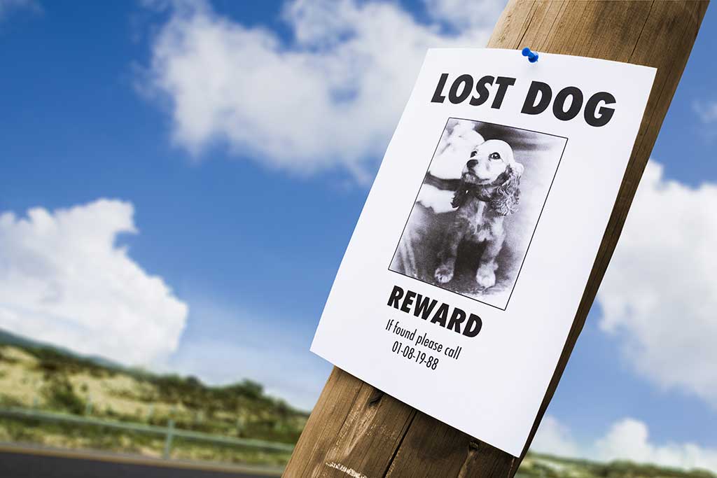 lost-dog