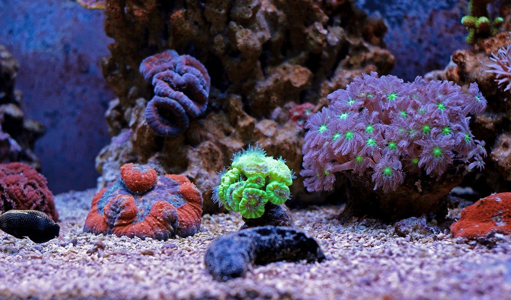 coral-tank