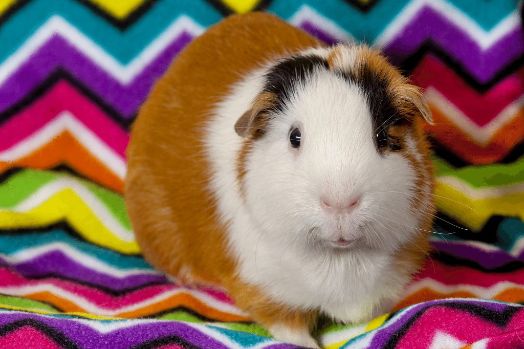 10 Things to Make for Your Guinea Pig - BarkAndSqueak.com