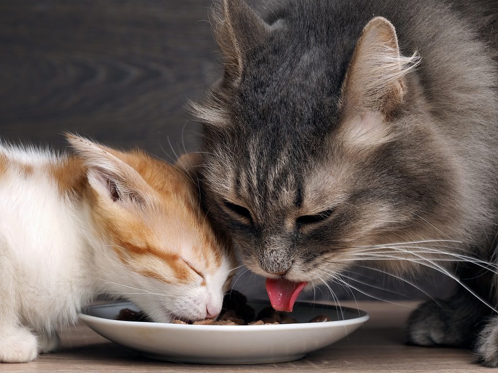 Cats Eat Cat Food Big Cat And Small Kitten Eating Pieces Of Meat From 
