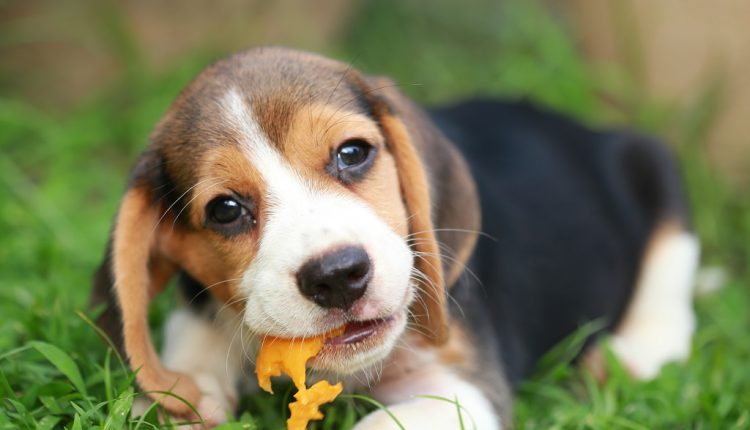 purebred beagle puppy is enjoy eating fruit, 2 months strong male beagle puppy