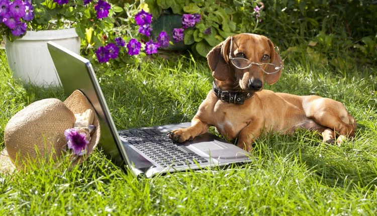 laptop computer and clever dog  dachshund in glasses