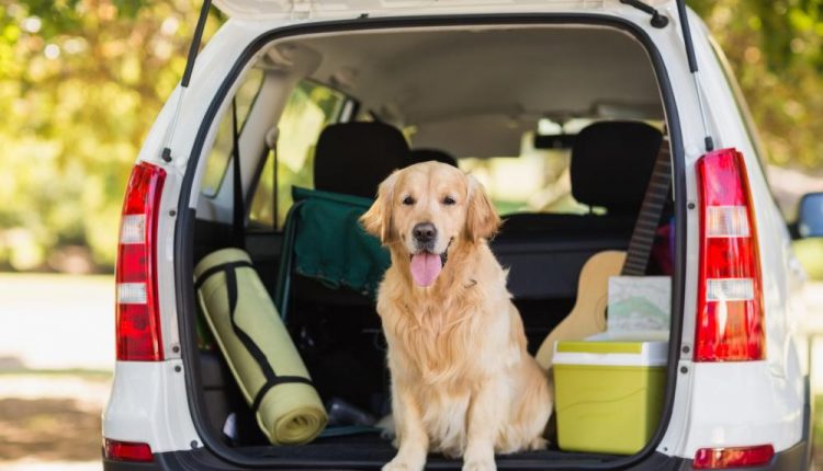 domestic-dog-in-car-trunk.jpg