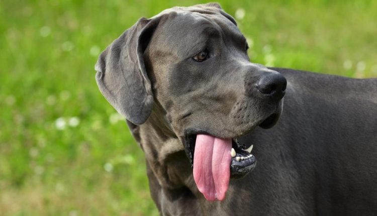 great-dane-1.jpg