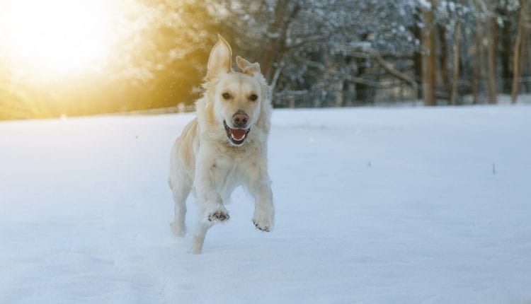 Dog running in snow