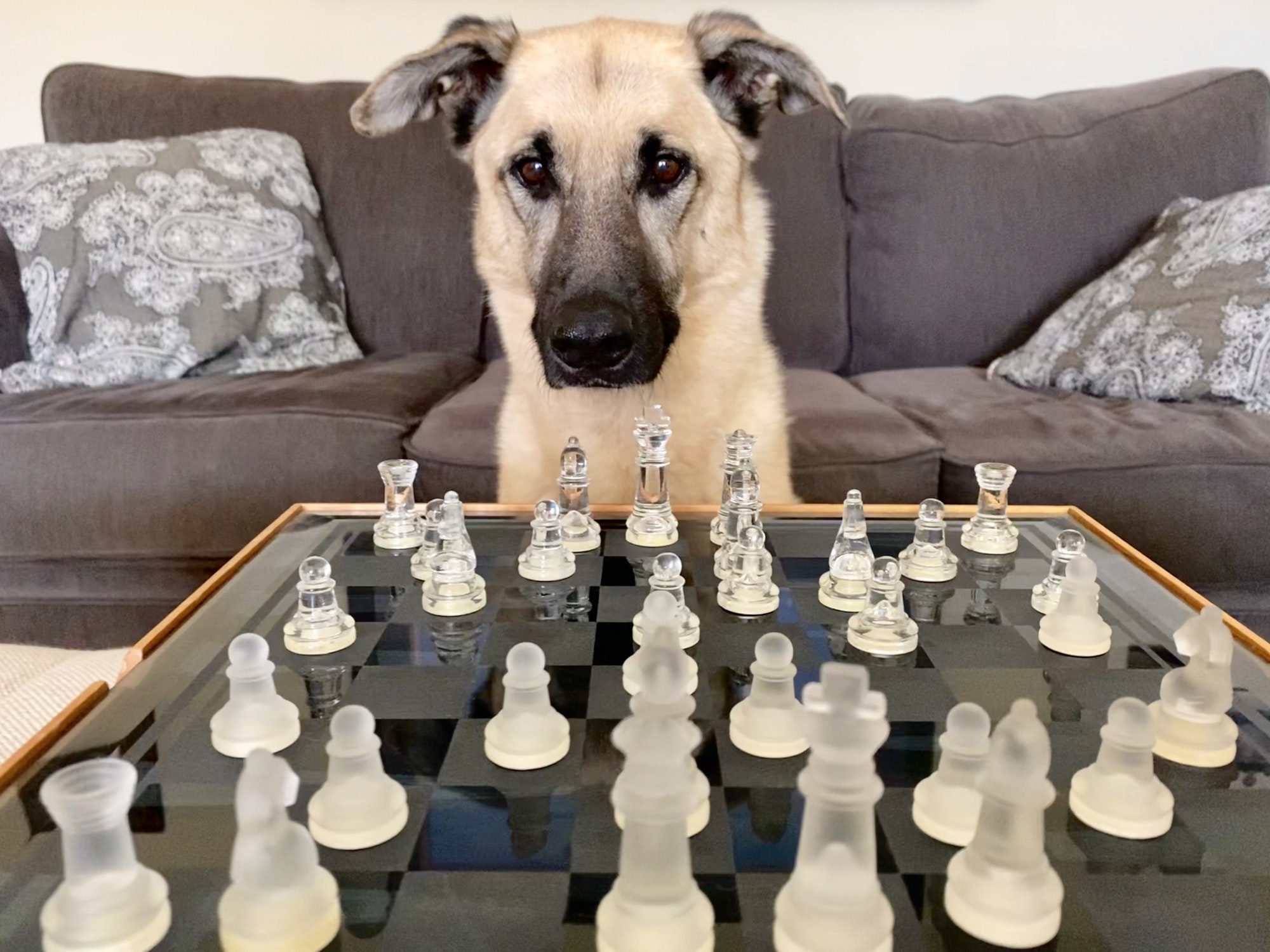 A smart dog playing a game of chess at home.