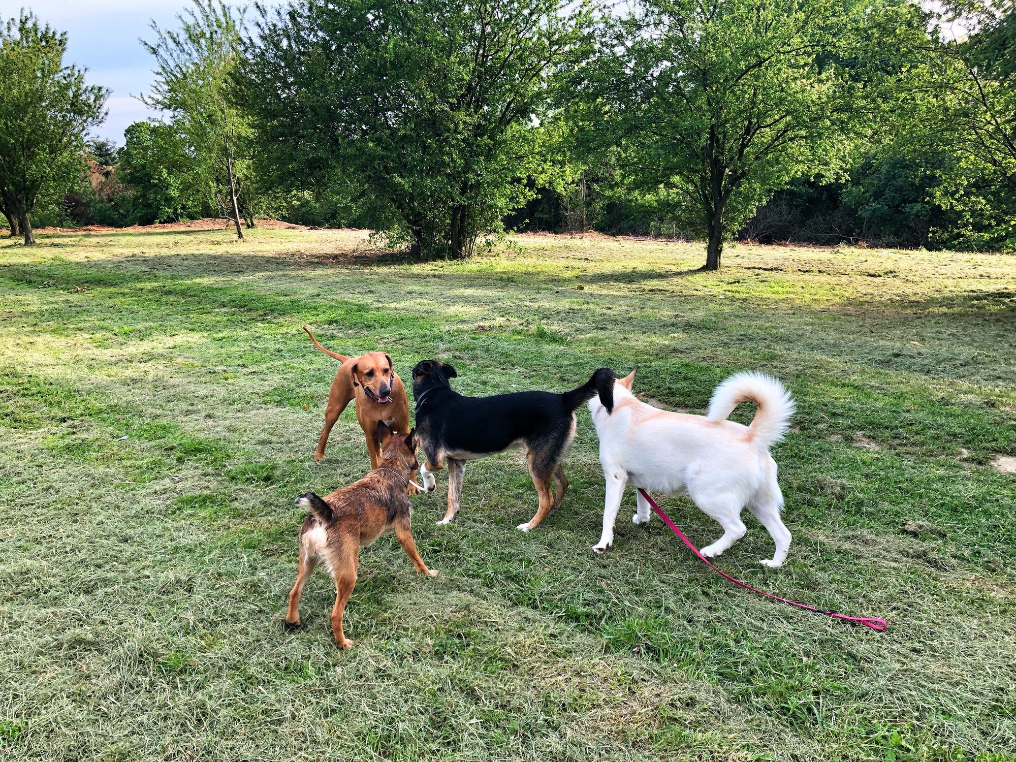 Dogs playing at the park