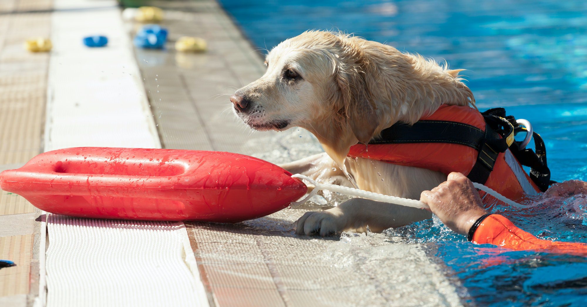 Lifeguard dog