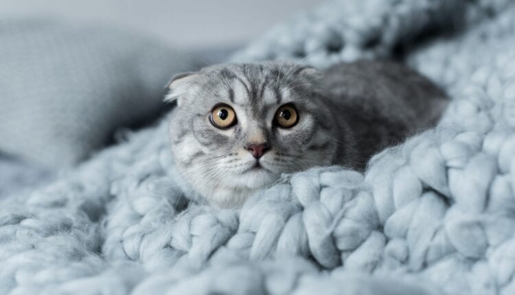 scared fluffy scottish fold cat lying on wool blanket in bedroom