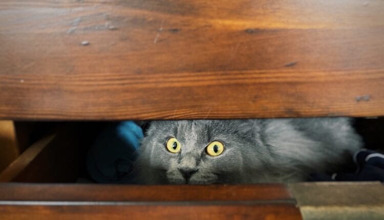 Silly cat inside underwear drawer, scared, hiding, peeking out
