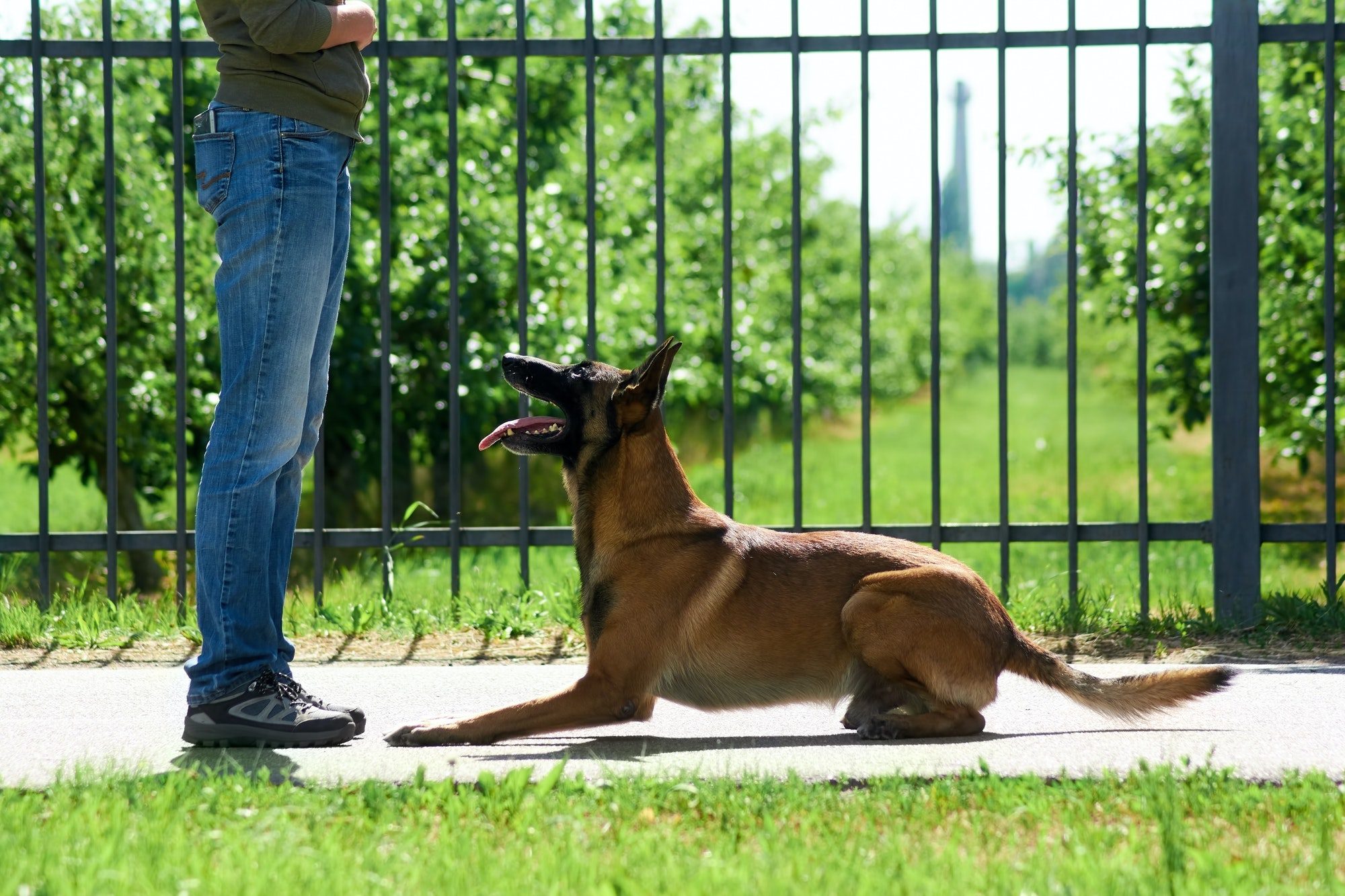 The dog is lying down by the command of its owner