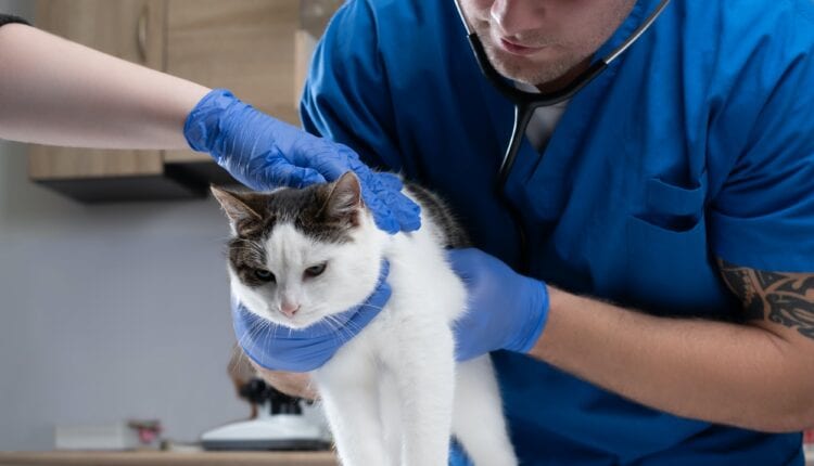 Veterinary doctor examining a sick cat with stethoscope in a vet clinic