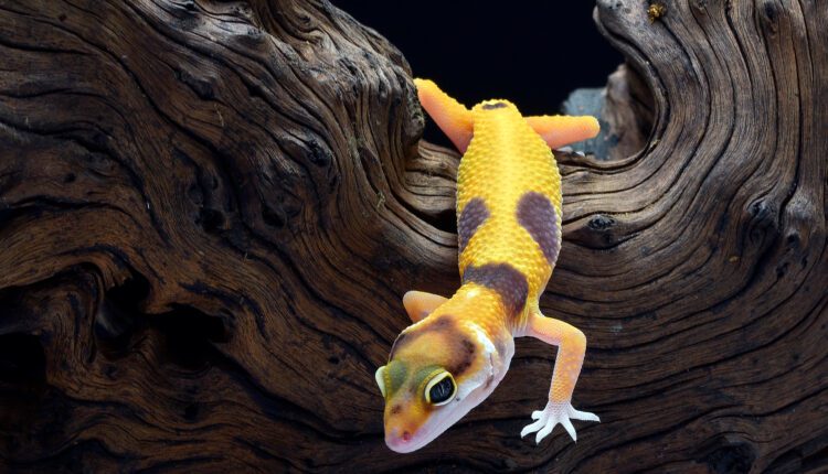 Leopard gecko in black background