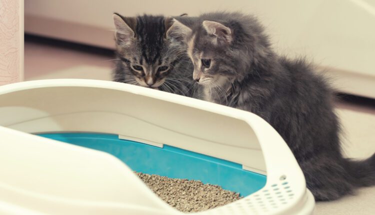 Two cute kittens are sitting near their litter box. Training kittens to the toilet
