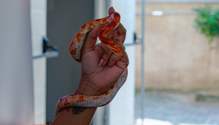 Professional handling a non-venomous snake, known as Corn Snake,