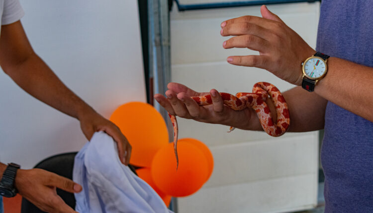 Professional handling a non-venomous snake, known as Corn Snake,
