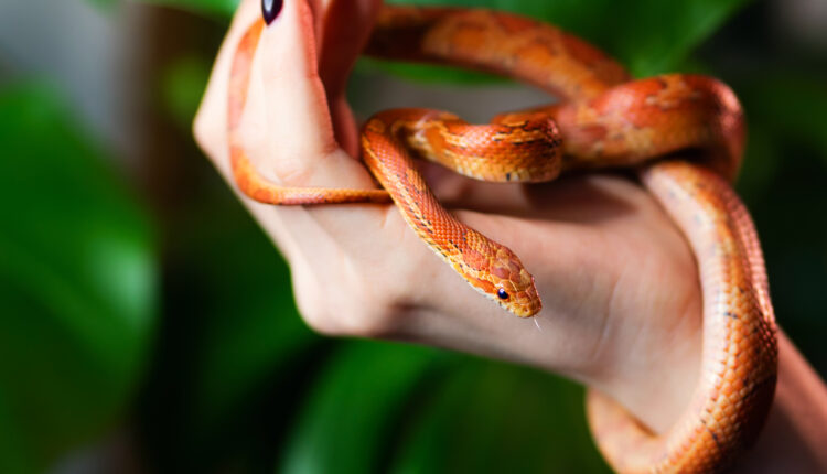 Corn snake wrapped around woman hand