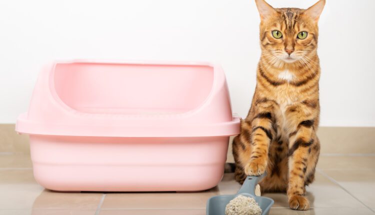 Bengal cat cleans the cat litter box at home.