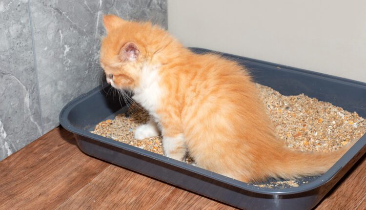 a small red kitten poops in a cat litter box with sand. Potty training a kitten