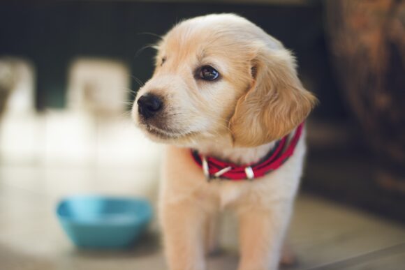 10 Effective Ways to Soothe Puppy Teething