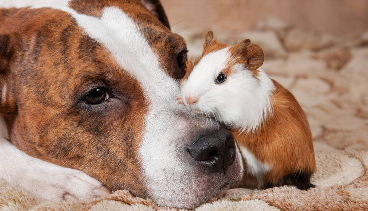 Friendship between dog and little guinea pig