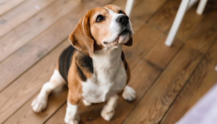 Close up of a beagle dog standing