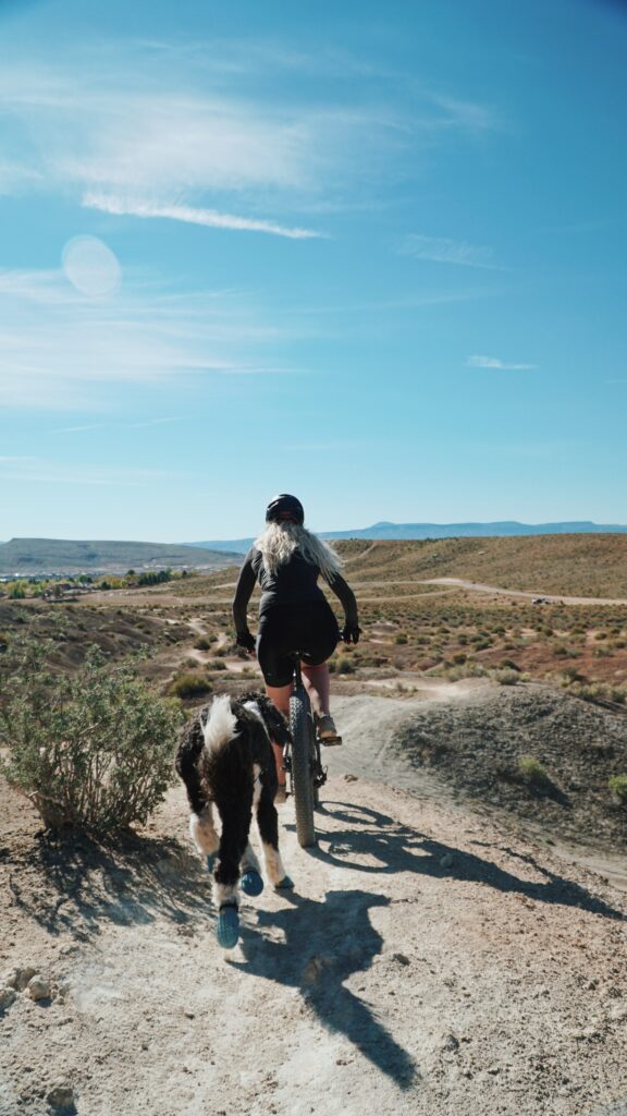 Effective Canine Exercise Routines