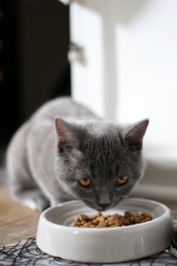 Feeding Your Kitten: A Guide to Weaning and Nutrition
