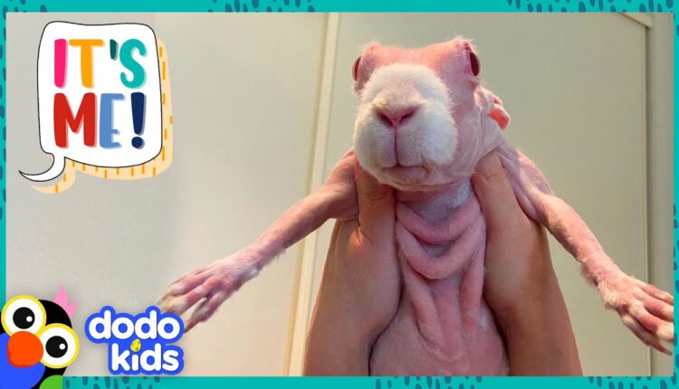 Video Thumbnail: Hairless Rabbit Has A Hundred Cozy Sweaters To Show You | It’s Me! | Dodo Kids