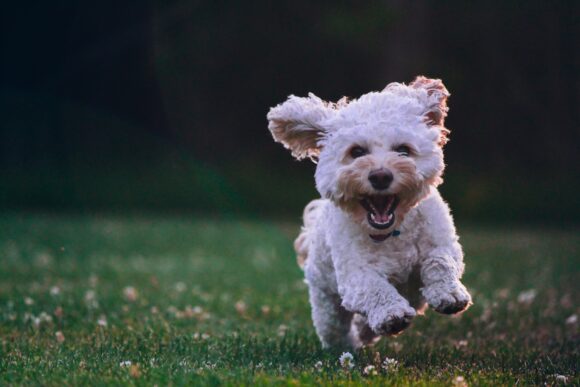 Senior Dog Care: Keeping Your Senior Dog Healthy and Happy