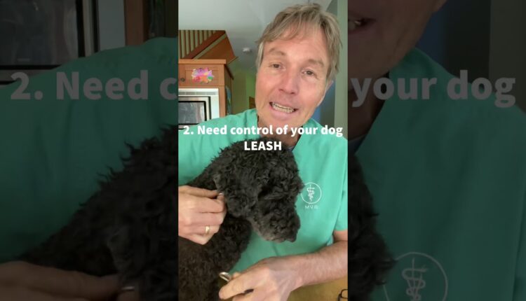 Video Thumbnail: Stop your dog barking with 4 simple steps