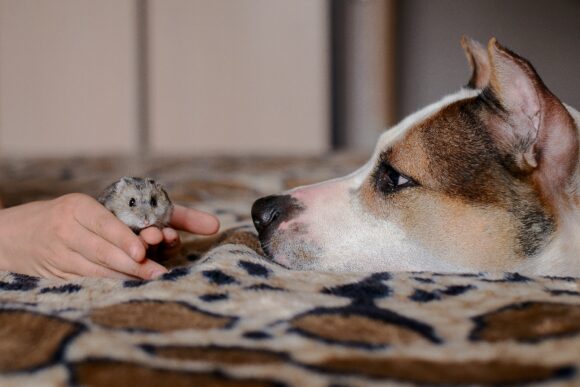 the child introduces the hamster to the dog