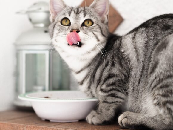 The Ultimate Guide to Choosing the Right Cat Food