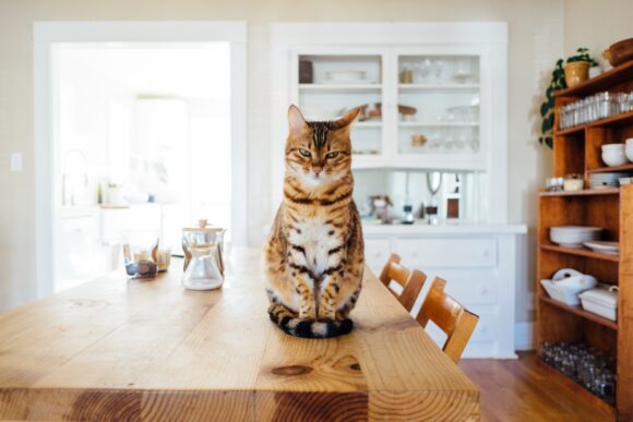 Understanding Cat Behavior: A Comprehensive Guide