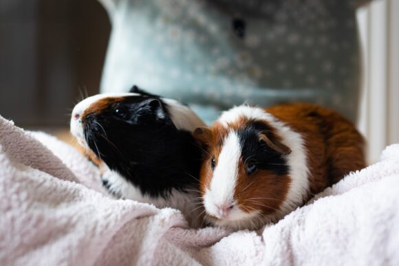 View of a small guinea pig