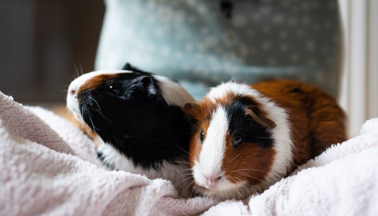 View of a small guinea pig